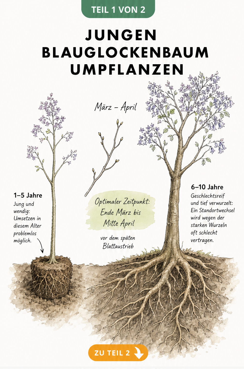 Botanische Skizze: Vergleich eines jungen Blauglockenbaums mit kompaktem Wurzelballen und eines älteren Baums mit tiefem Wurzelwerk im Bodenquerschnitt.