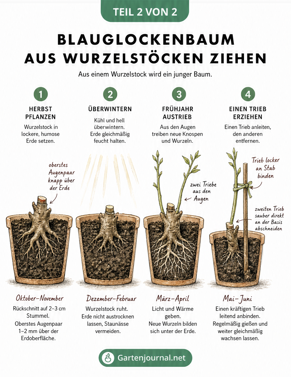 Gärtner-Skizze zur Vermehrung des Blauglockenbaums aus Wurzelstöcken in vier Schritten von der Herbstpflanzung bis zum Frühjahrsaustrieb