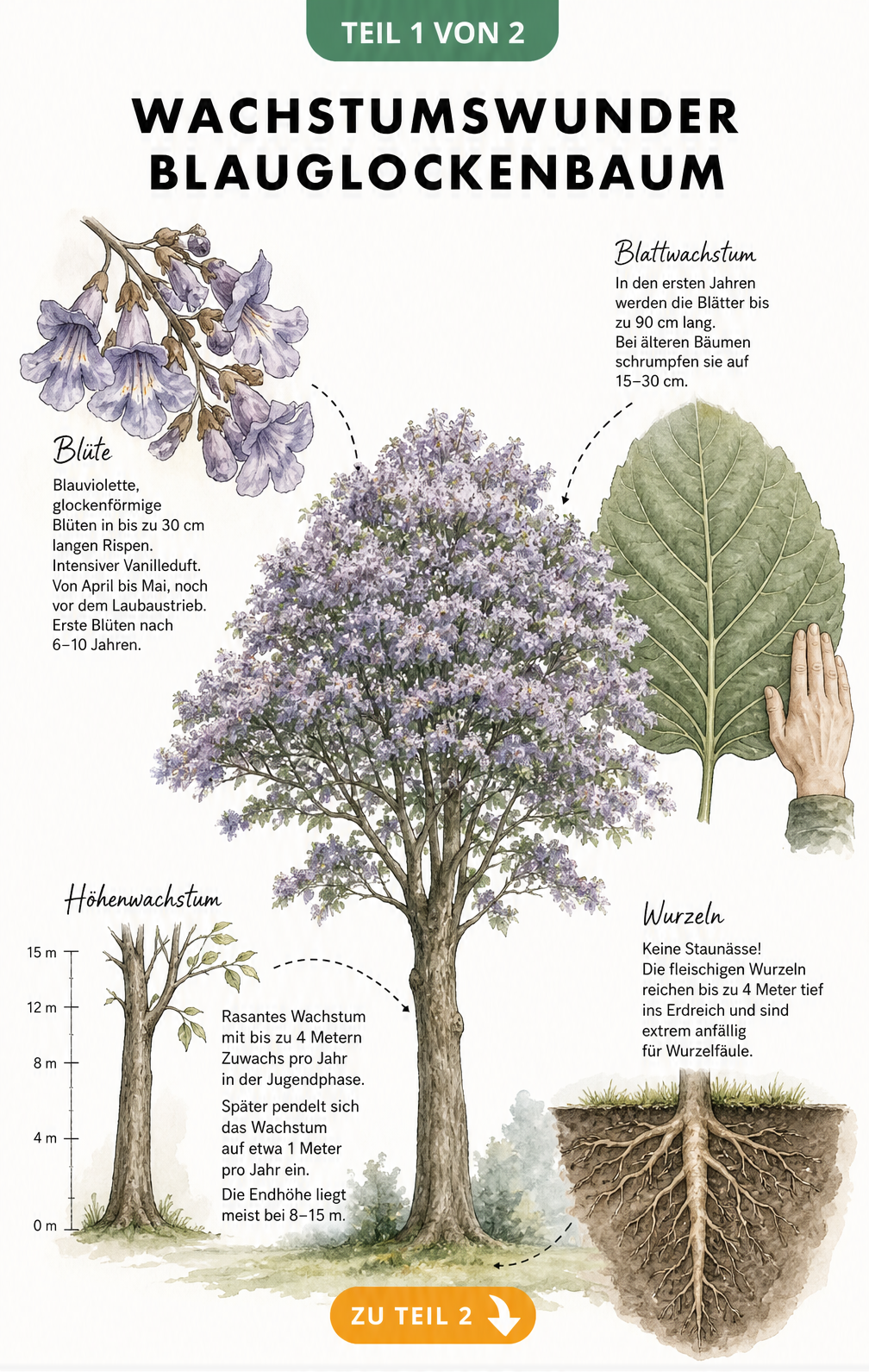 Botanische Illustration des Blauglockenbaums mit Details zu Blüte, Blattwachstum, Stamm und Wurzelsystem