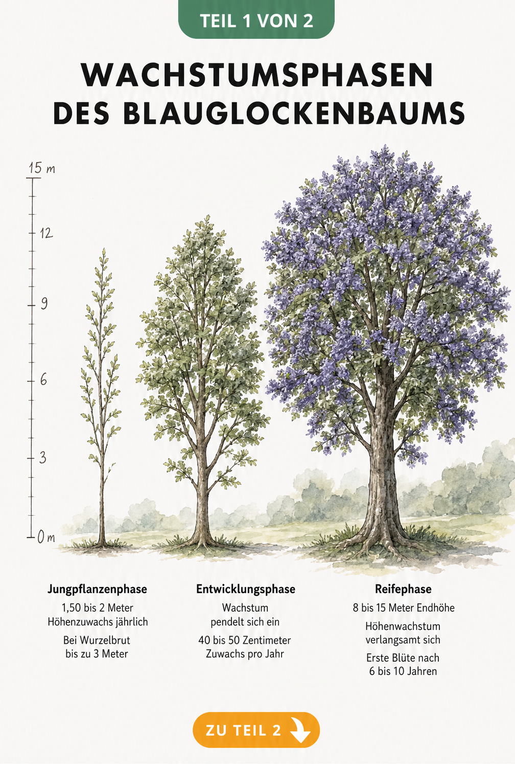 Illustration der drei Wachstumsphasen des Blauglockenbaums von der Jungpflanze bis zum ausgewachsenen Baum mit Messskala