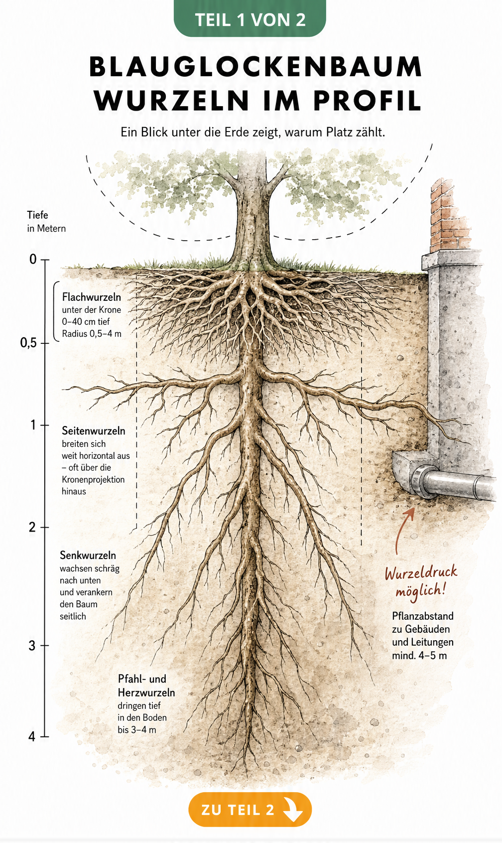 Botanische Schnittzeichnung des Blauglockenbaum-Wurzelsystems mit Flachwurzeln, Seitenwurzeln und tiefen Pfahlwurzeln sowie einem Hausfundament