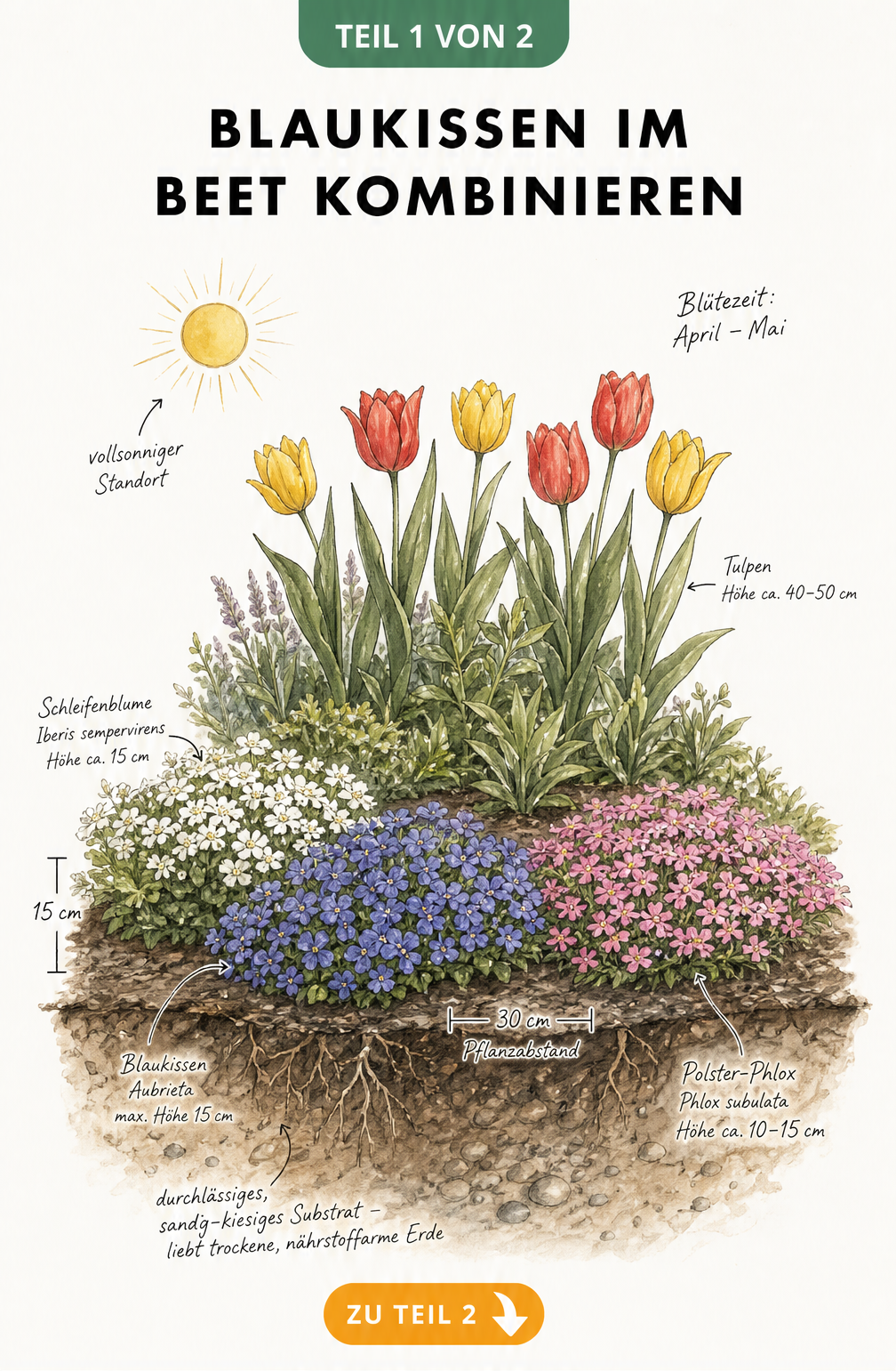 Botanische Querschnitts-Skizze eines Gartenbeets mit Blaukissen, Schleifenblume, Polster-Phlox und Tulpen