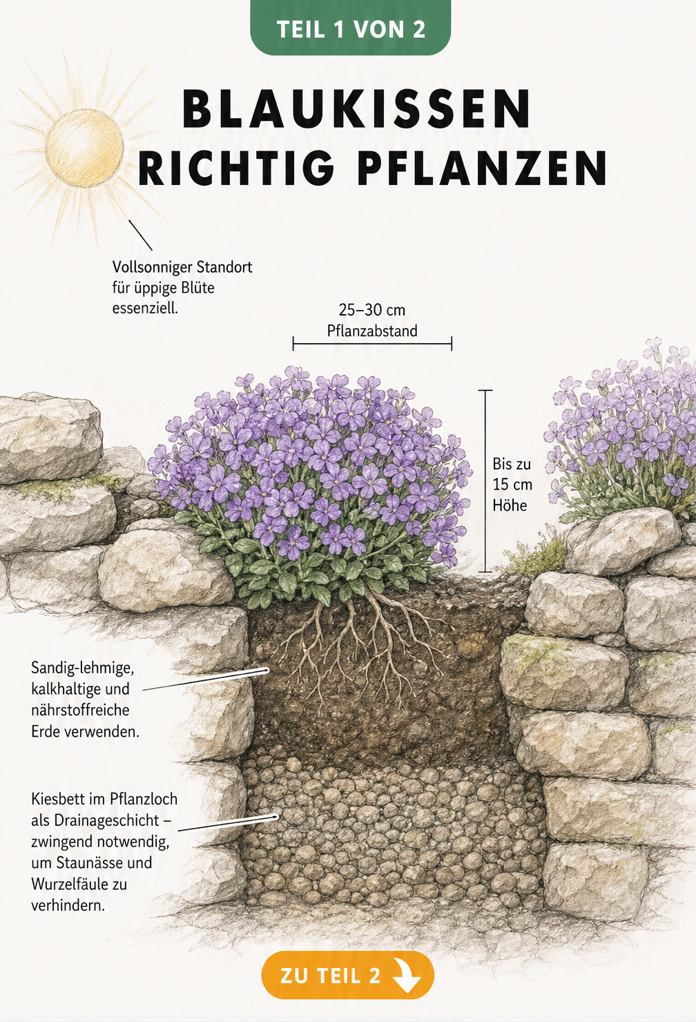 Querschnitt-Illustration eines Blaukissens in einer Trockenmauer mit Wurzeln, Erdschichten und Kiesbett