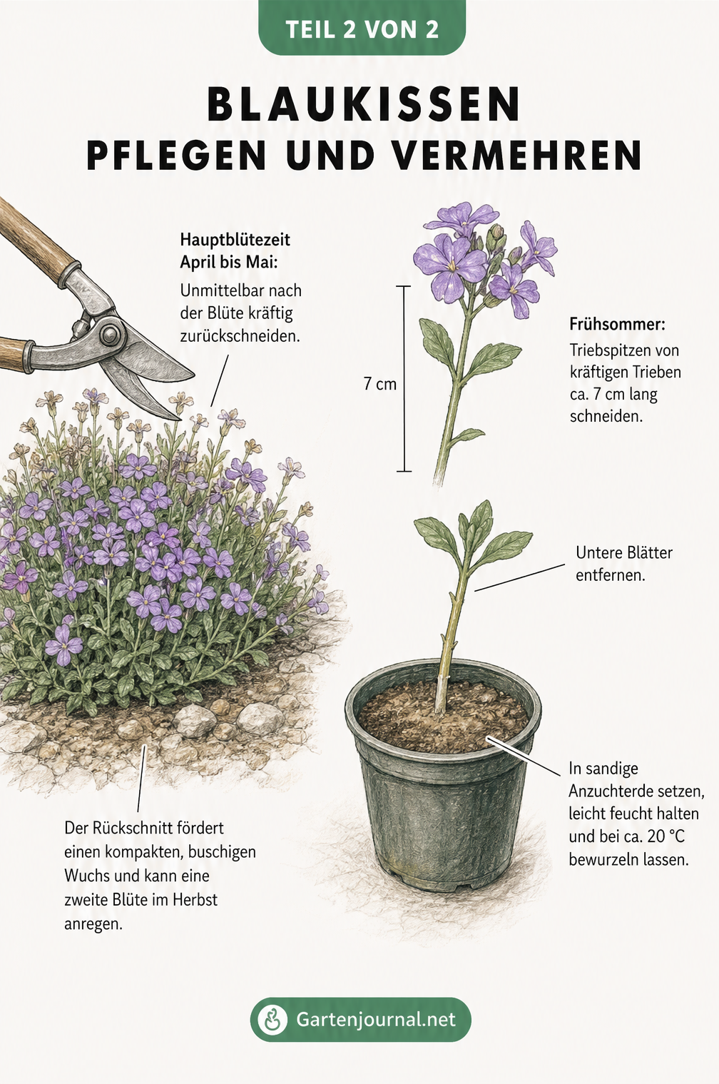 Illustration zum Rückschnitt eines Blaukissens und zur Aufzucht eines Stecklings im Anzuchttopf