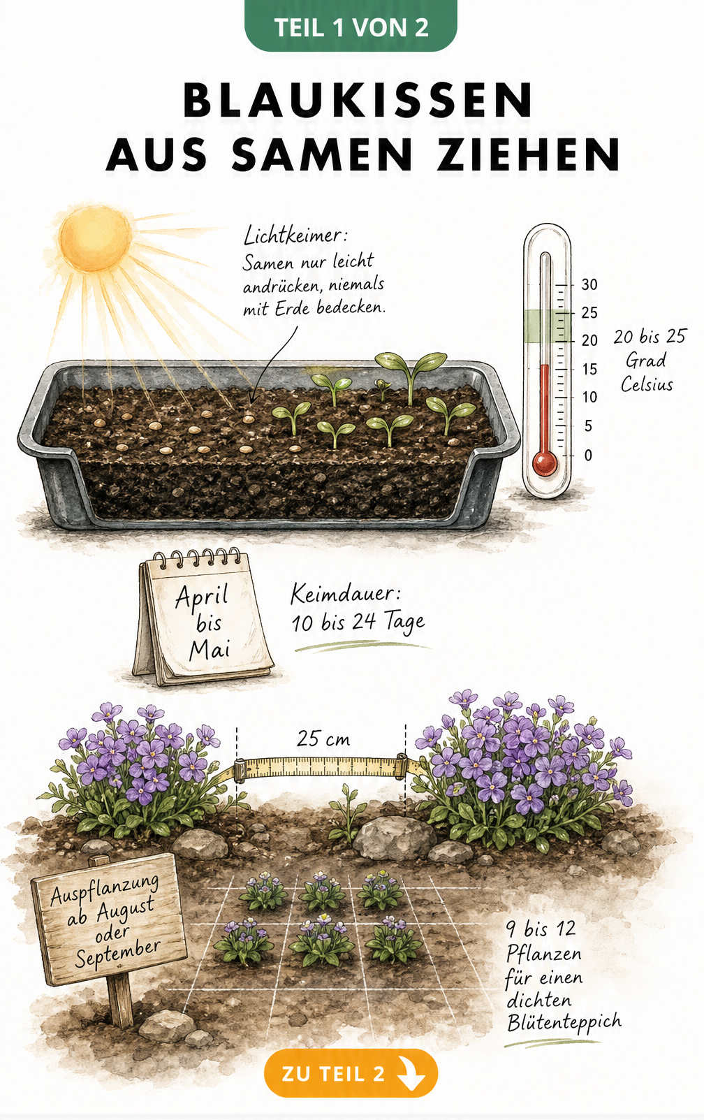 Botanische Illustration der Blaukissen-Aussaat mit Samen auf Erde, Thermometer und Jungpflanze
