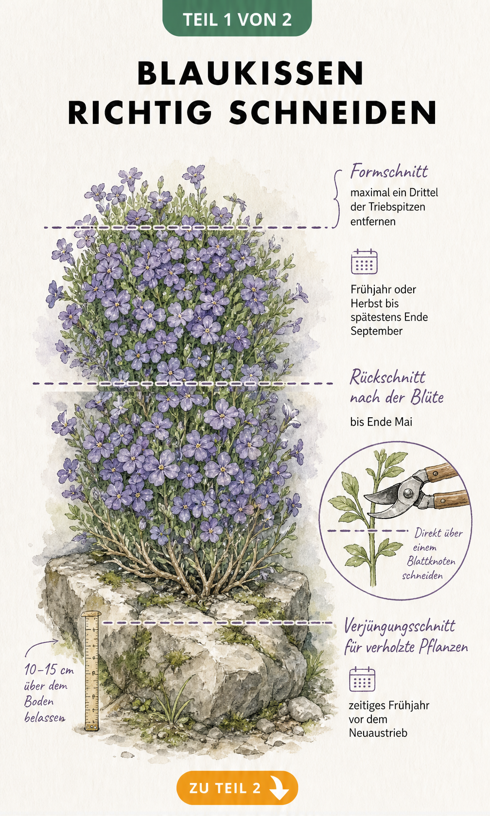 Botanische Illustration der drei Schnittarten für Blaukissen: Formschnitt, Rückschnitt nach der Blüte und Verjüngungsschnitt.