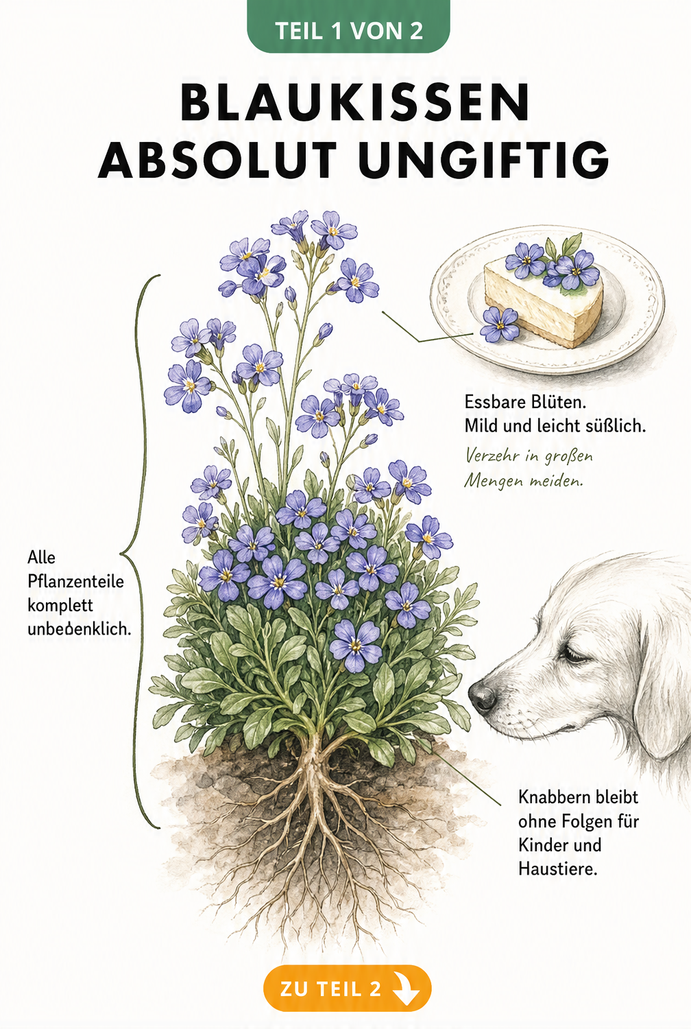 Botanische Illustration eines Blaukissens mit Wurzel, Stängel und Blüten, die die Ungiftigkeit für Mensch und Tier zeigt