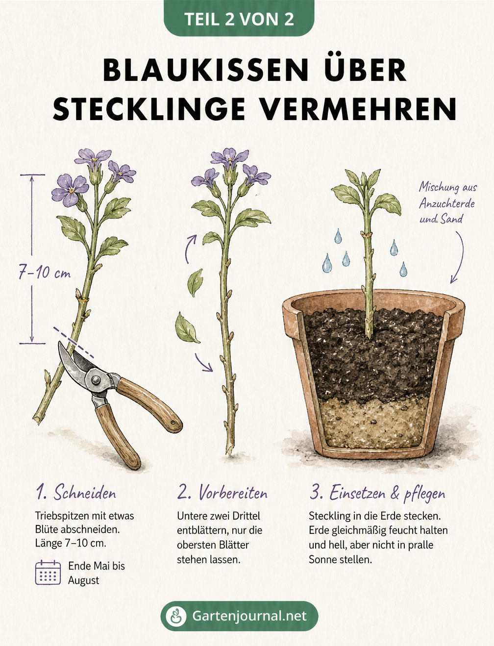 Aquarell-Skizze zur Vermehrung von Blaukissen über Stecklinge: Trieb schneiden, entblättern und in Anzuchterde pflanzen.