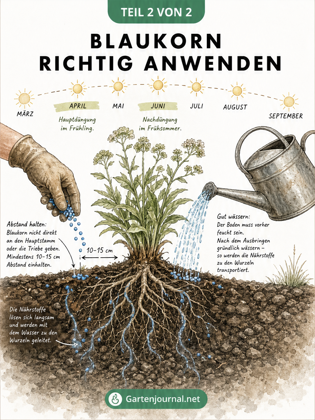 Querschnitt eines Bodens, der die richtige Anwendung von Blaukorn-Dünger an einer Pflanze zeigt
