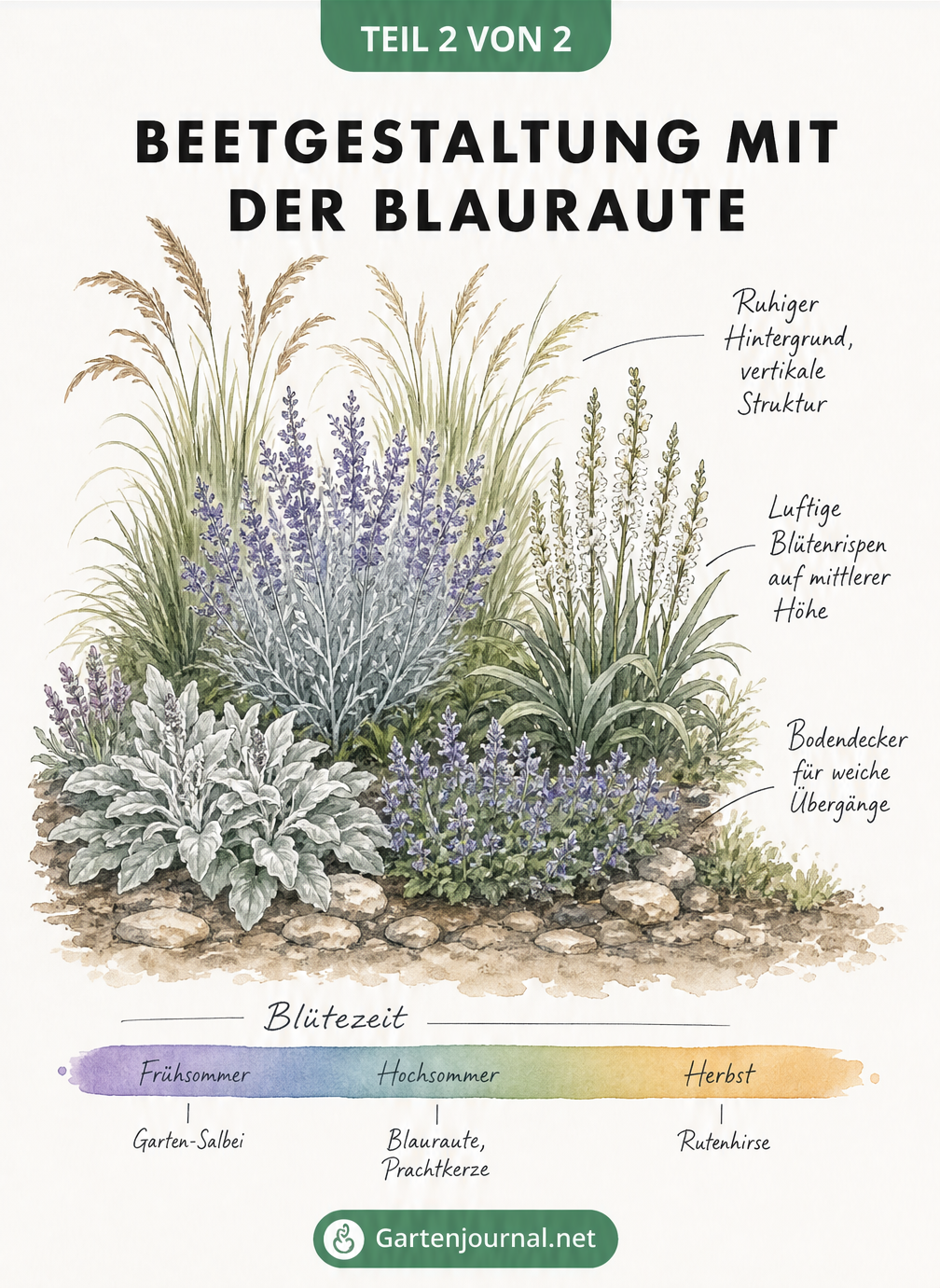 Schnittzeichnung eines Beetes mit Blauraute, Rutenhirse, Prachtkerze und Wollziest in verschiedenen Höhen