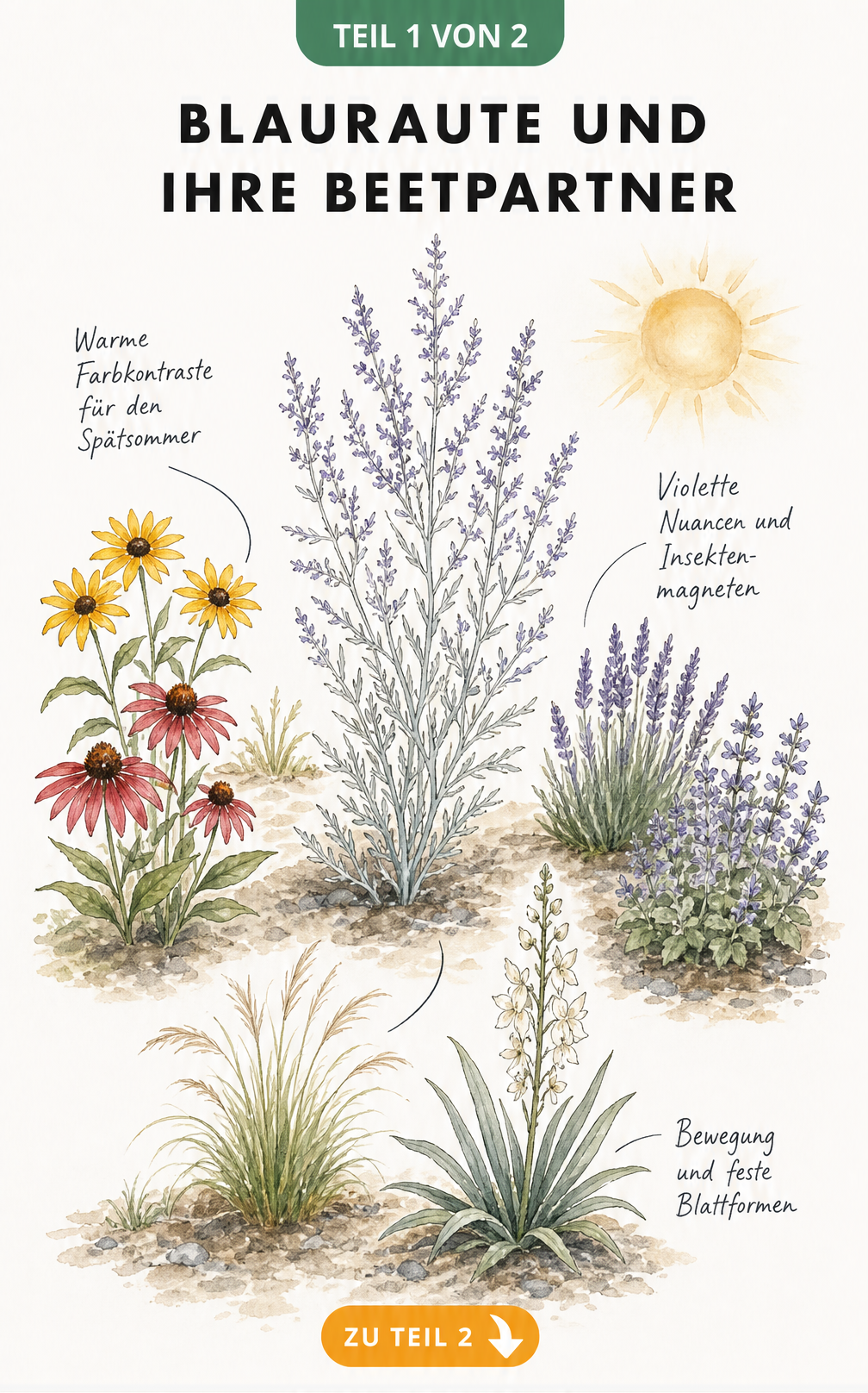 Illustration einer Blauraute mit passenden Beetpartnern wie Sonnenbraut, Lavendel und Federgras