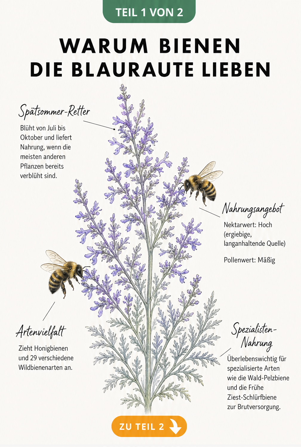 Illustration einer Blauraute mit Bienen, die den hohen Nektarwert und die späte Blütezeit von Juli bis Oktober zeigt.