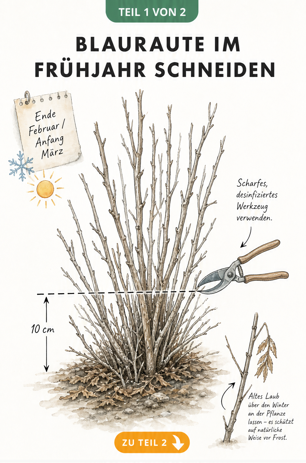 Botanische Illustration einer Blauraute im späten Winter mit Schnittlinie auf 10 cm Höhe und Gartenschere