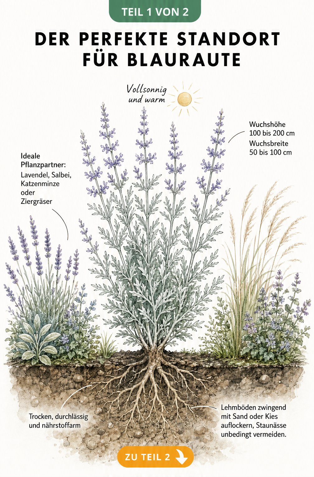 Querschnitt eines Gartenbeets mit einer Blauraute, die Wuchshöhe, sonnigen Standort, durchlässigen Boden und passende Begleitpflanzen wie Lavendel zeigt.