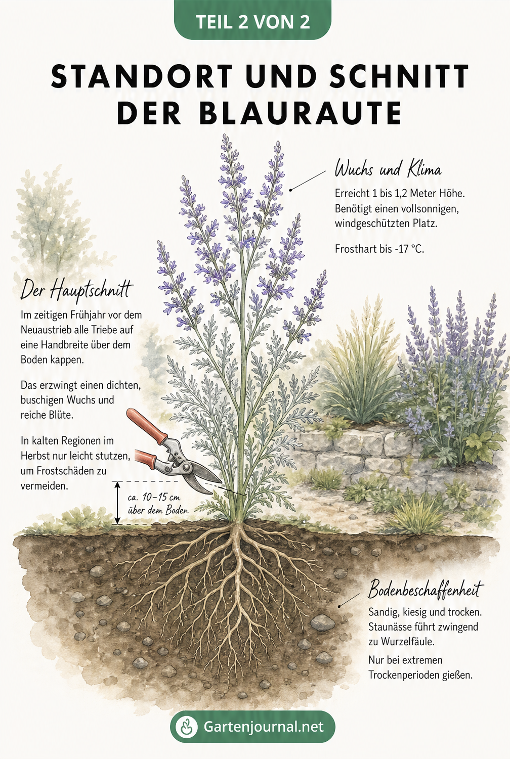 Querschnitt eines Gartenbeets mit Blauraute, der den sandigen Boden, die Wuchshöhe und den richtigen Rückschnitt im Frühjahr illustriert.