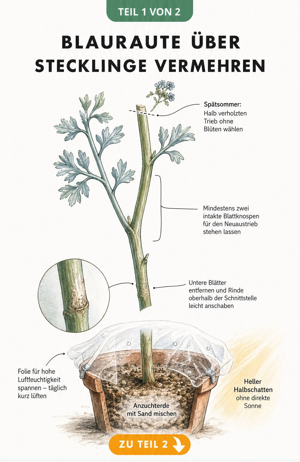 Botanische Illustration eines Blaurauten-Triebs mit Schnittkante, Blattknospen und Anzuchttopf