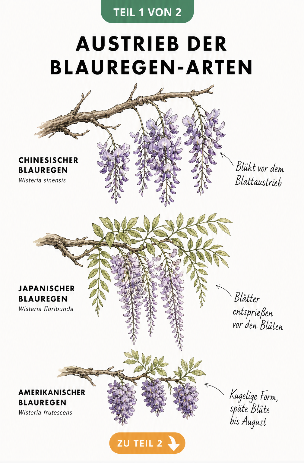 Botanische Illustration der drei Blauregen-Arten und ihrer Austriebs-Unterschiede: Chinesischer, Japanischer und Amerikanischer Blauregen.