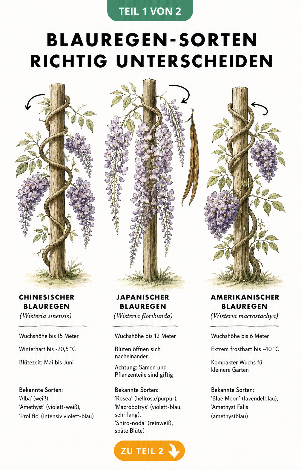 Botanische Illustration der drei Blauregen-Arten: Chinesischer, Japanischer und Amerikanischer Blauregen mit Wuchsrichtung und Blütenform