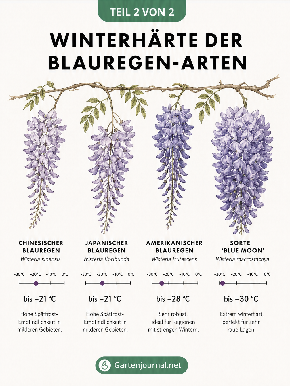 Übersicht der Winterhärte verschiedener Blauregen-Arten mit Frost-Skala