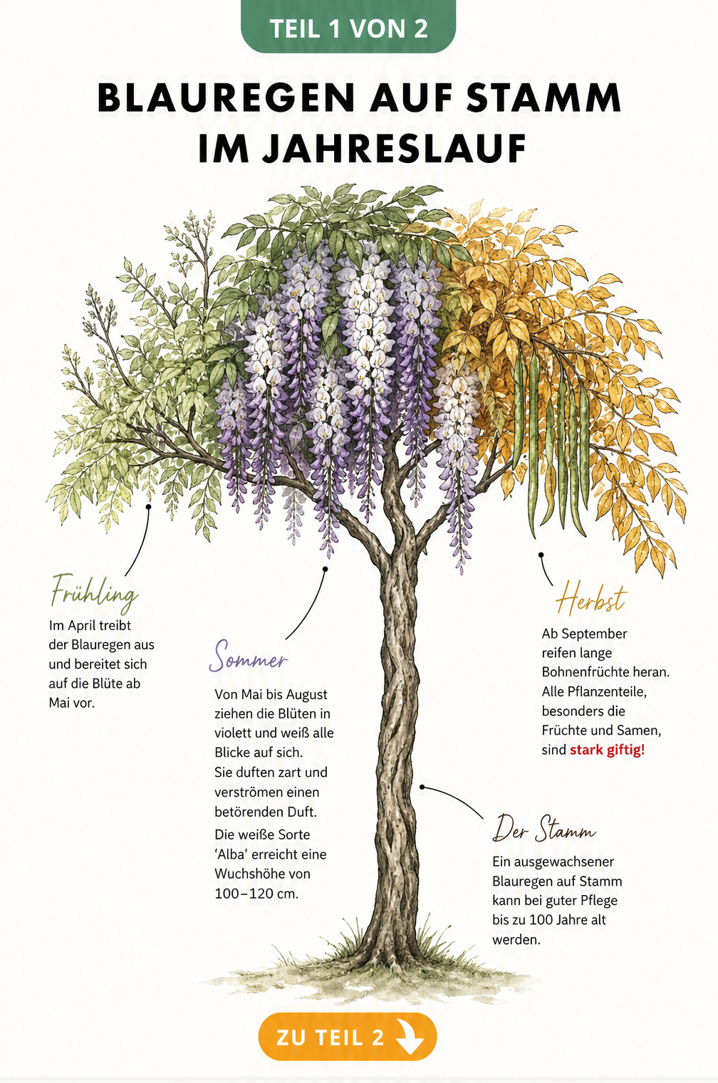 Illustration eines Blauregens auf Stamm im Jahreslauf mit Blüten, Blättern und Früchten