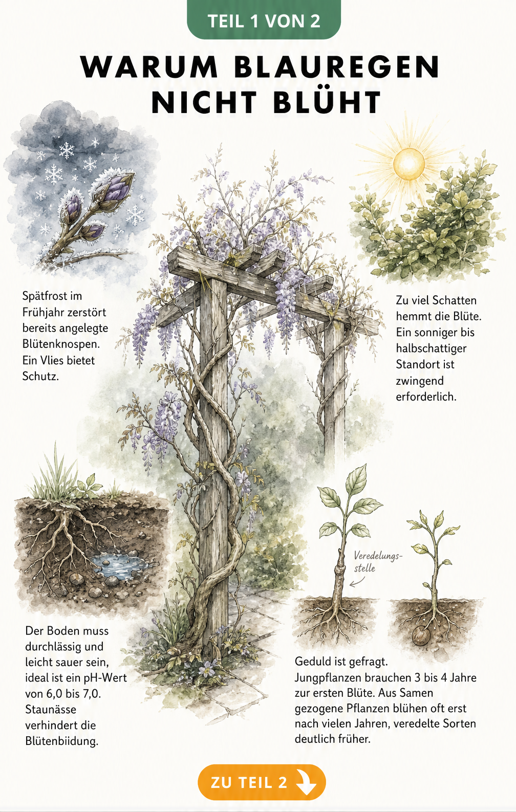Aquarell-Zeichnung eines Blauregens an einer Pergola mit Detailansichten zu Spätfrost, Schatten, Bodenbeschaffenheit und Veredelung