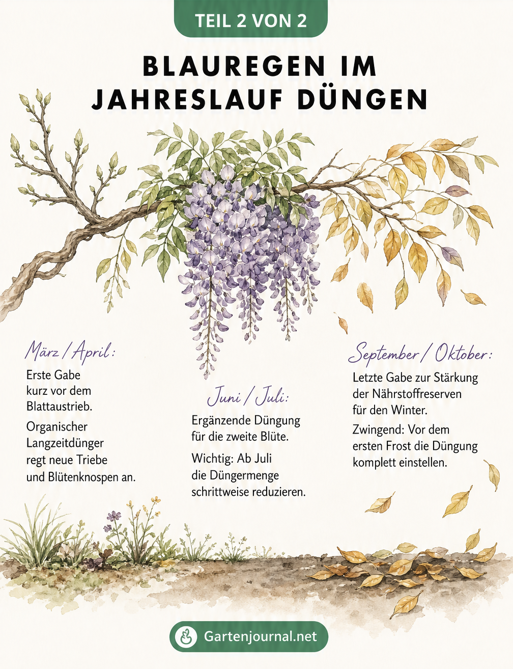 Aquarell-Zeichnung eines Blauregen-Astes im Jahreslauf, die Dünge-Zeitpunkte im Frühling, Sommer und Herbst erklärt