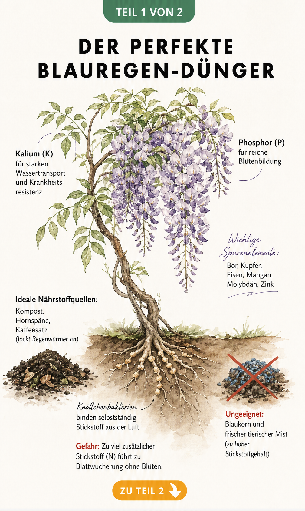 Botanische Illustration eines Blauregens mit Wurzelwerk, die ideale Nährstoffe wie Phosphor und Kalium sowie ungeeignete Dünger zeigt