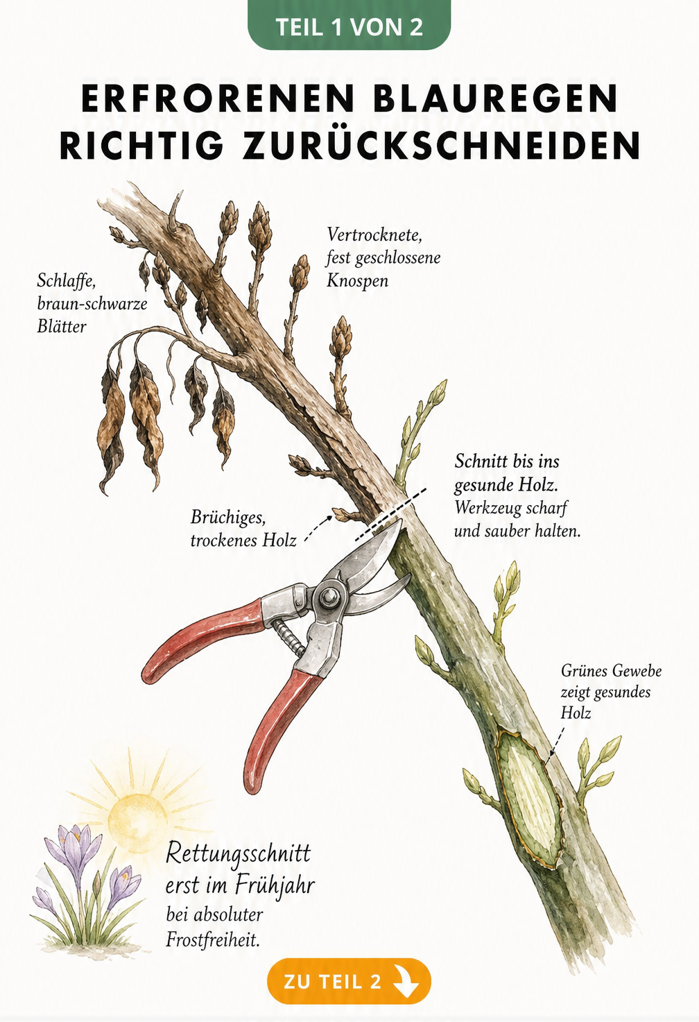 Illustration eines Blauregen-Astes, der den Übergang von erfrorenem zu gesundem Holz zeigt, mit Markierung für den richtigen Rückschnitt.