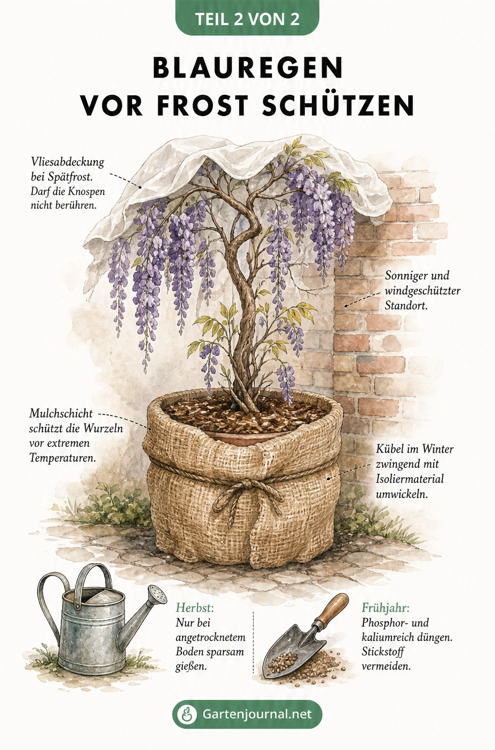Skizze eines Blauregens im Kübel an einer Mauer, die verschiedene Frostschutzmaßnahmen wie Vlies, Mulch und Kübelisolierung zeigt.