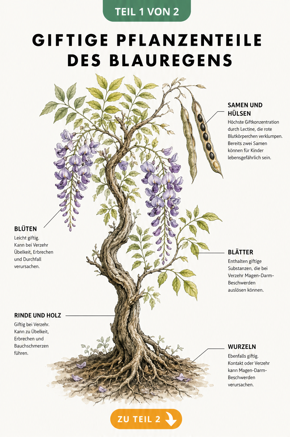 Botanische Illustration eines Blauregens mit Wurzeln, Stamm, Blättern, Blüten und Samenhülsen