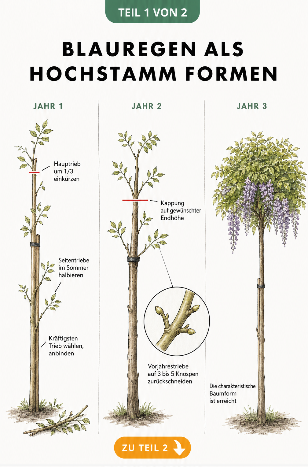 Botanische Illustration der Entwicklung eines Blauregen-Hochstamms über drei Jahre mit Schnittmarkierungen