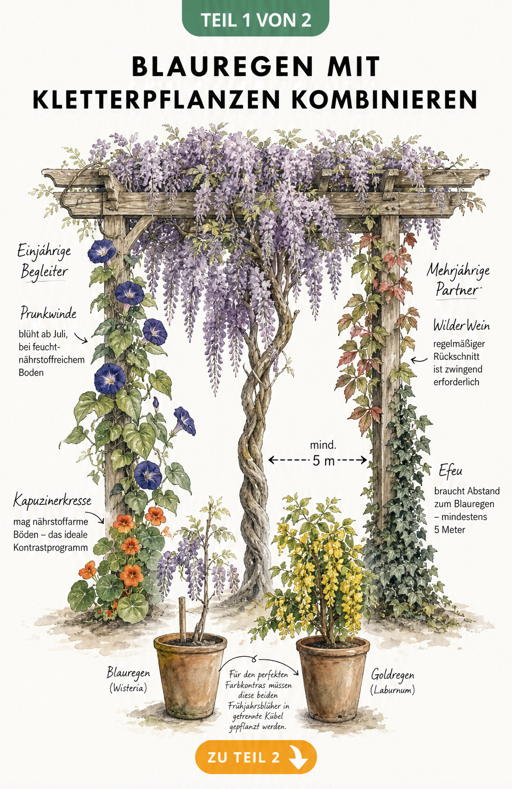 Illustration einer Holzpergola mit Blauregen, Prunkwinde, Kapuzinerkresse, Wildem Wein und Efeu sowie Pflanzgefäßen mit Blauregen und Goldregen