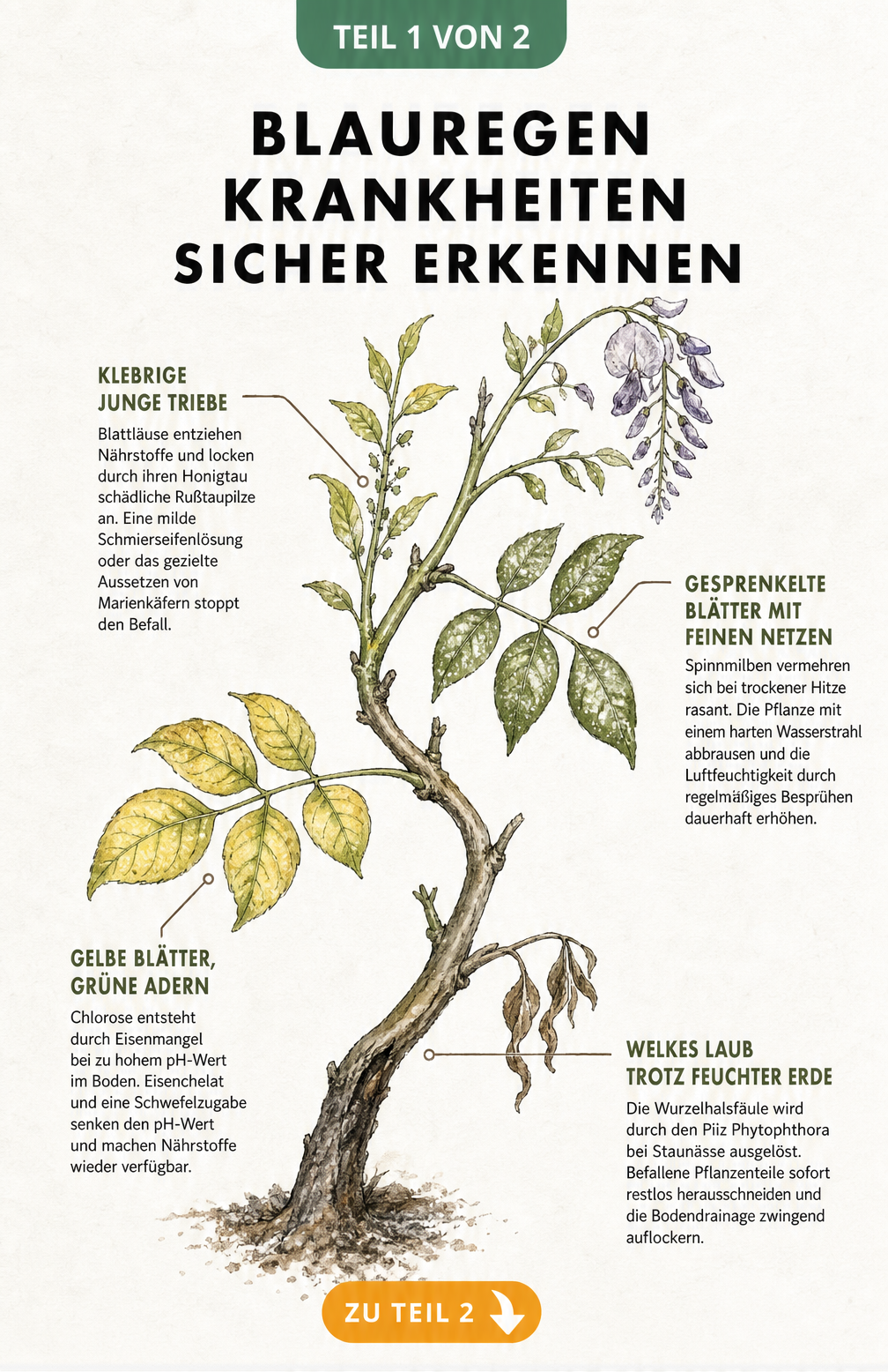 Botanische Illustration eines Blauregen-Zweigs mit Schadbildern von Chlorose, Wurzelhalsfäule, Spinnmilben und Blattläusen