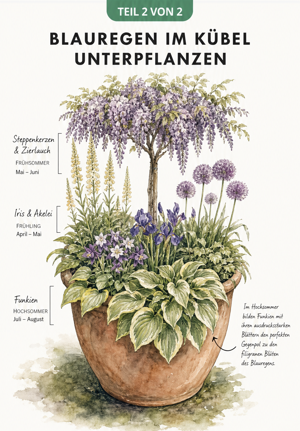 Aquarell-Illustration eines Blauregen-Hochstämmchens im Terrakotta-Kübel, unterpflanzt mit Steppenkerzen, Zierlauch, Iris, Akeleien und Funkien