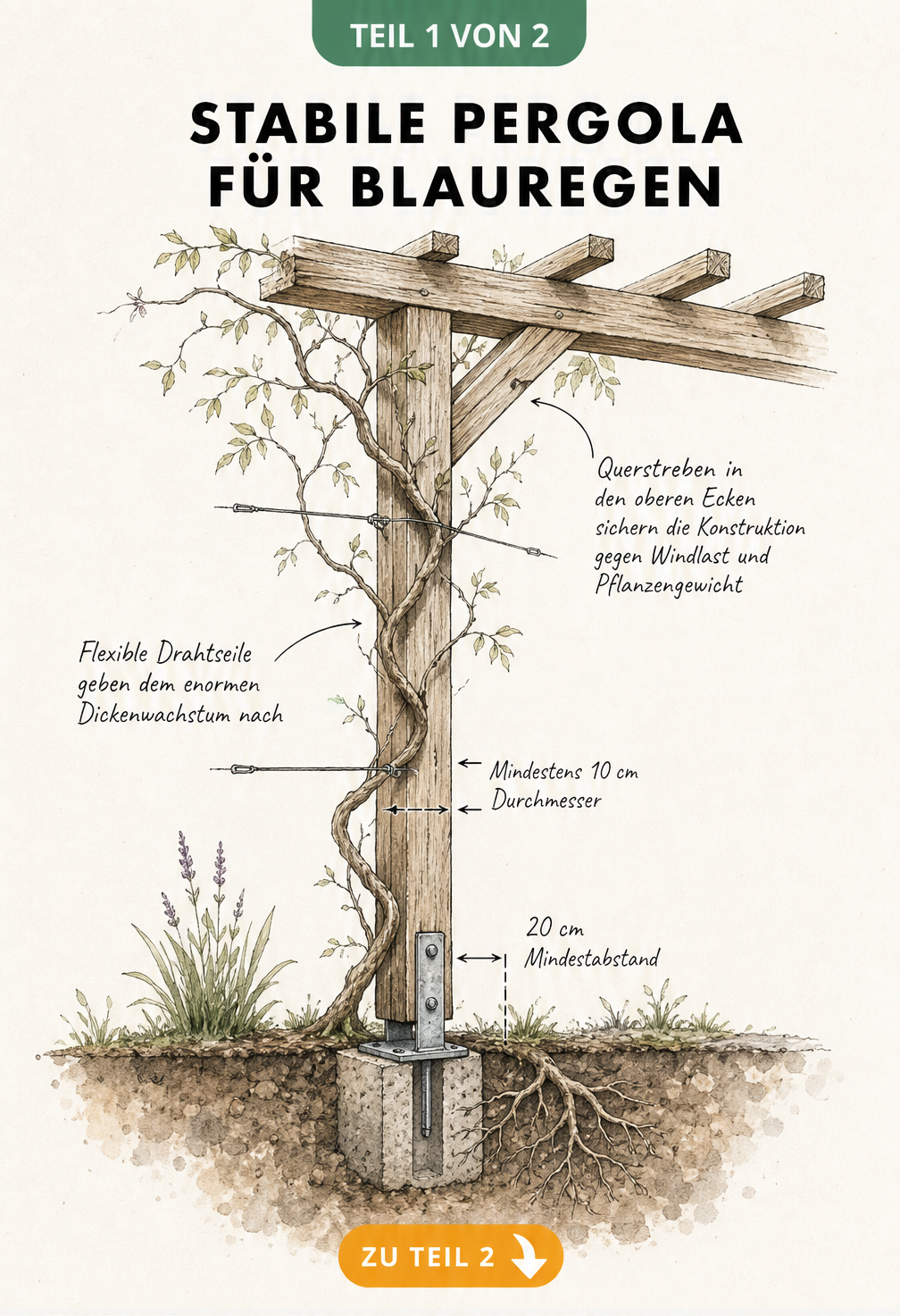 Architektenskizze eines massiven Pergola-Eckpfeilers aus Holz mit aufgesetztem Querbalken und einem jungen Blauregen
