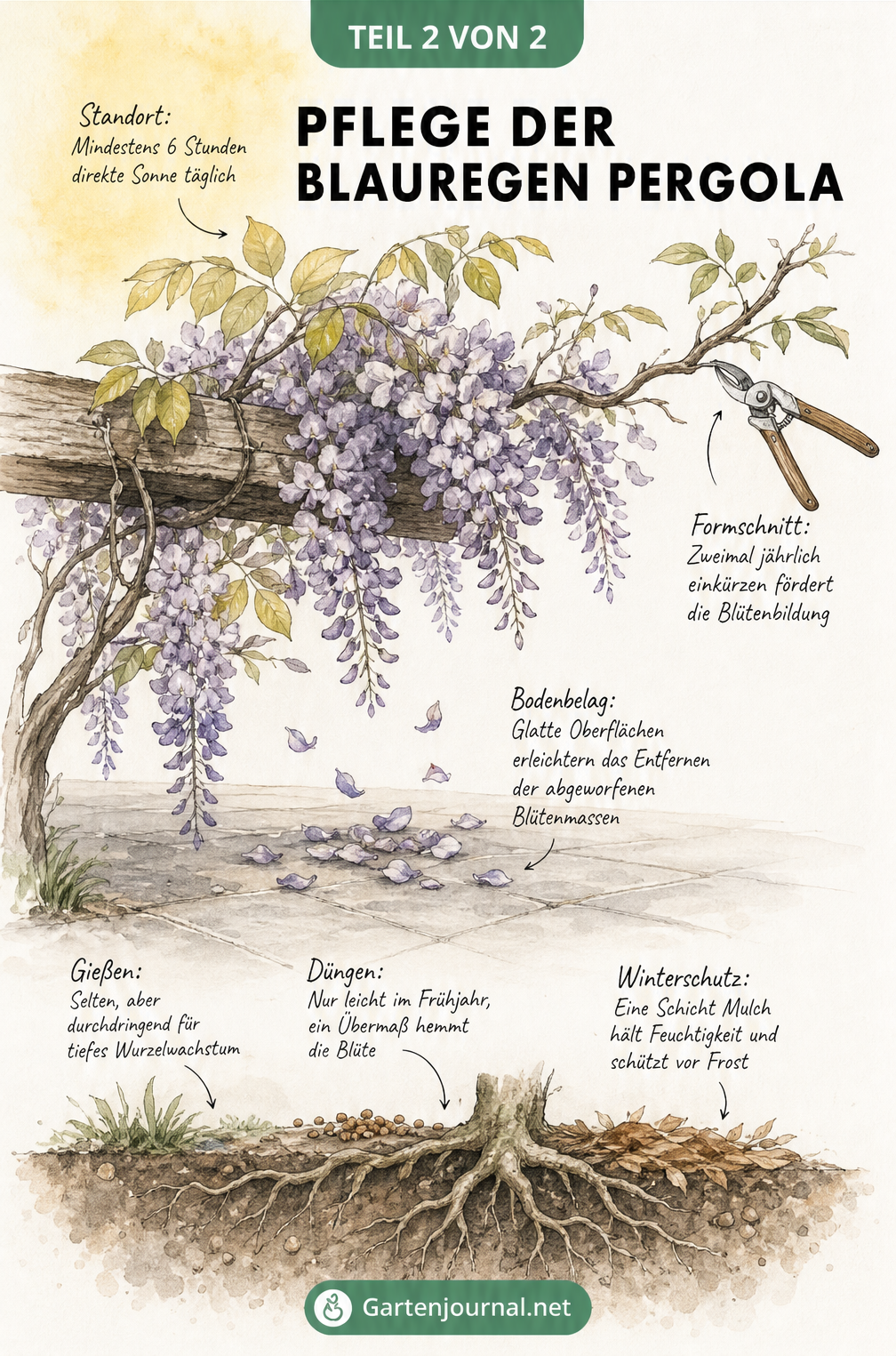 Botanische Illustration eines blühenden Blauregenzweigs über einem Holzbalken mit Pflegehinweisen