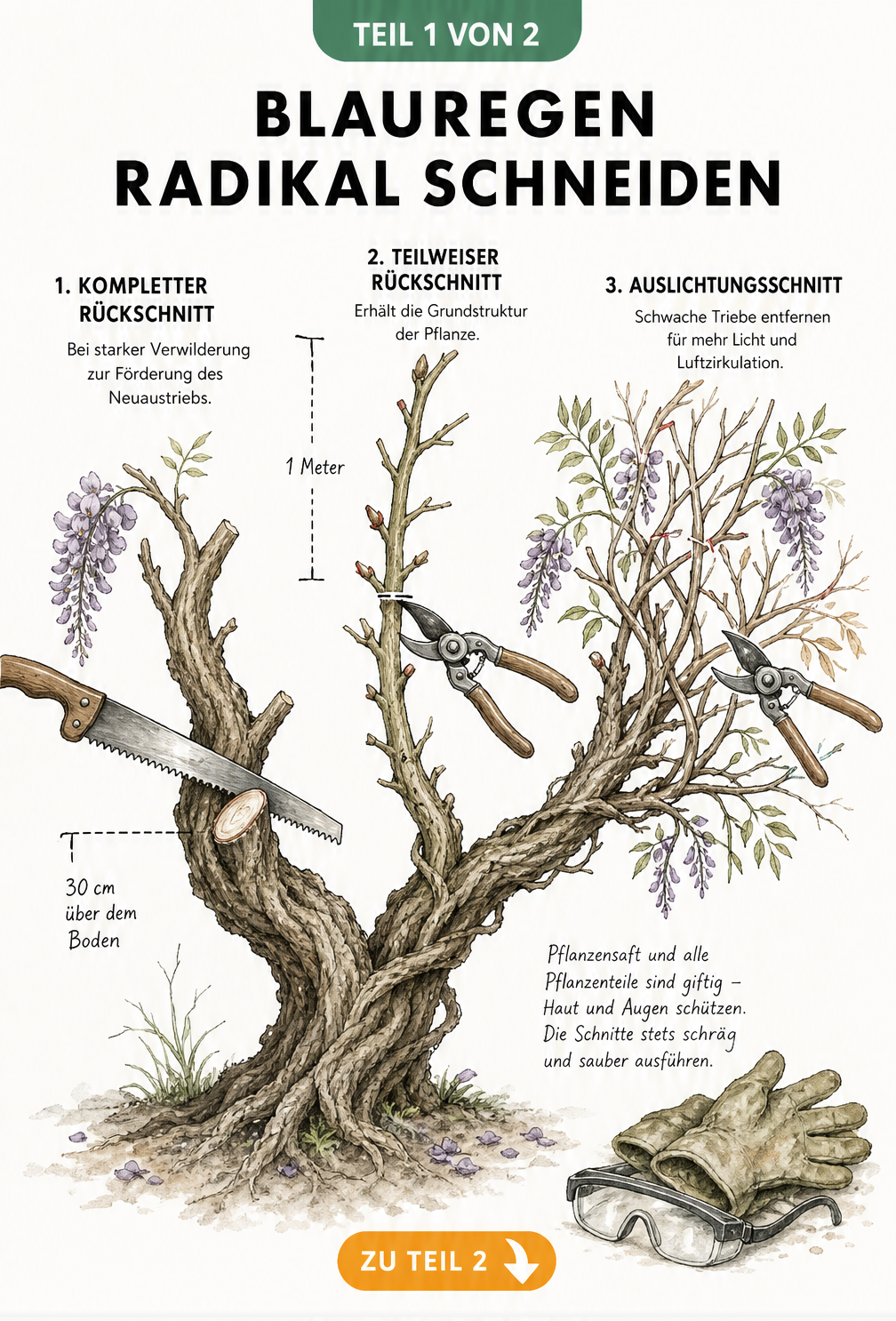 Botanische Skizze eines Blauregens, die drei Schnittmethoden zeigt: kompletter Rückschnitt, teilweiser Rückschnitt und Auslichtungsschnitt.