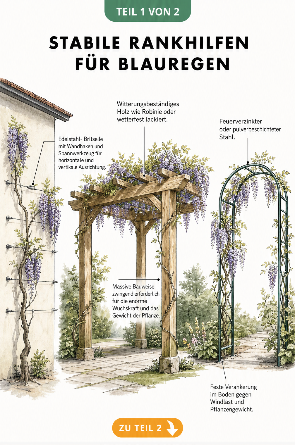 Querschnitt einer Gartenszene mit Blauregen an Hauswand, Holzpergola und Rosenbogen