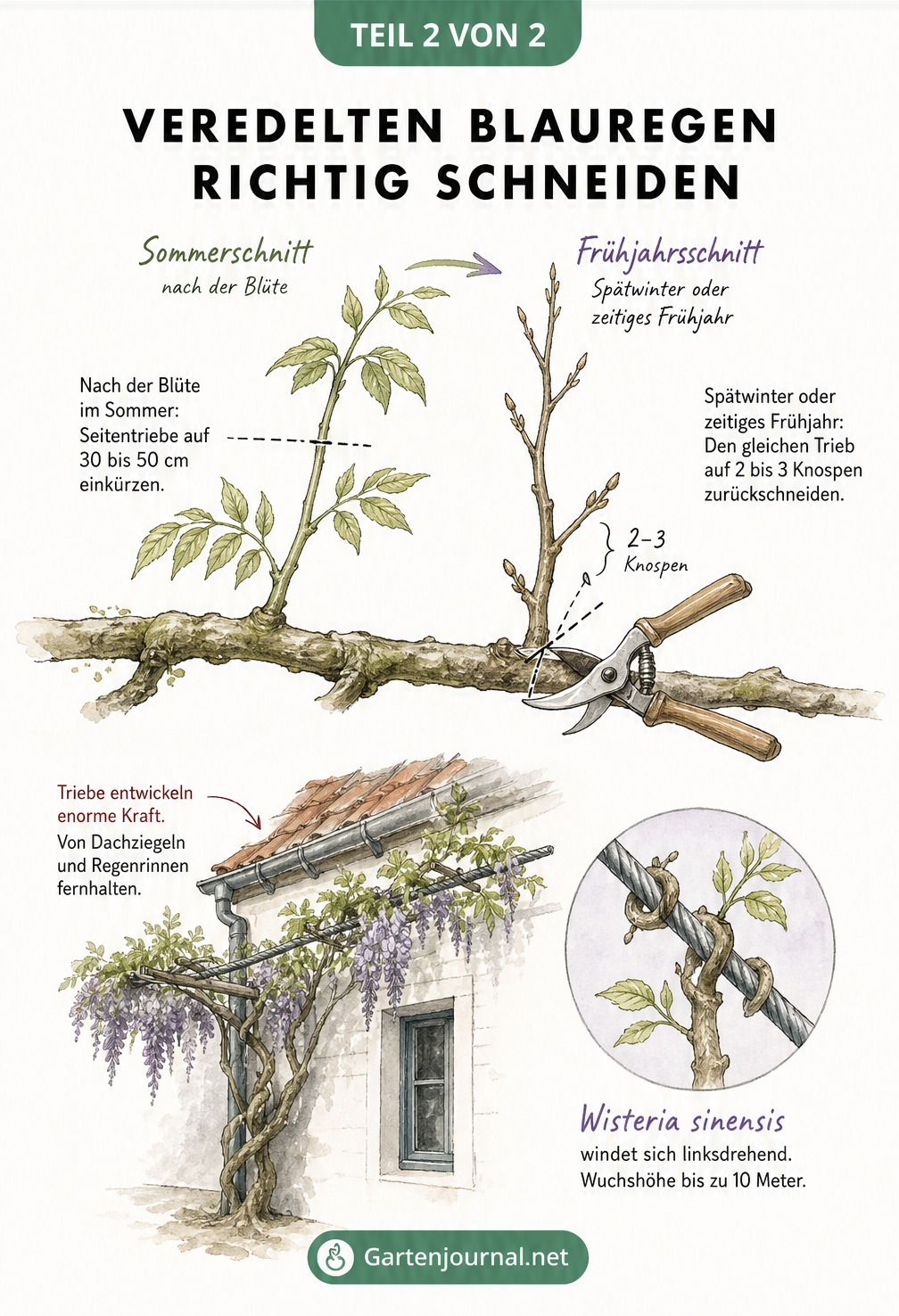 Skizze zum Schnitt von Blauregen im Sommer und Frühjahr sowie Darstellung des Wuchsverhaltens an einer Pergola