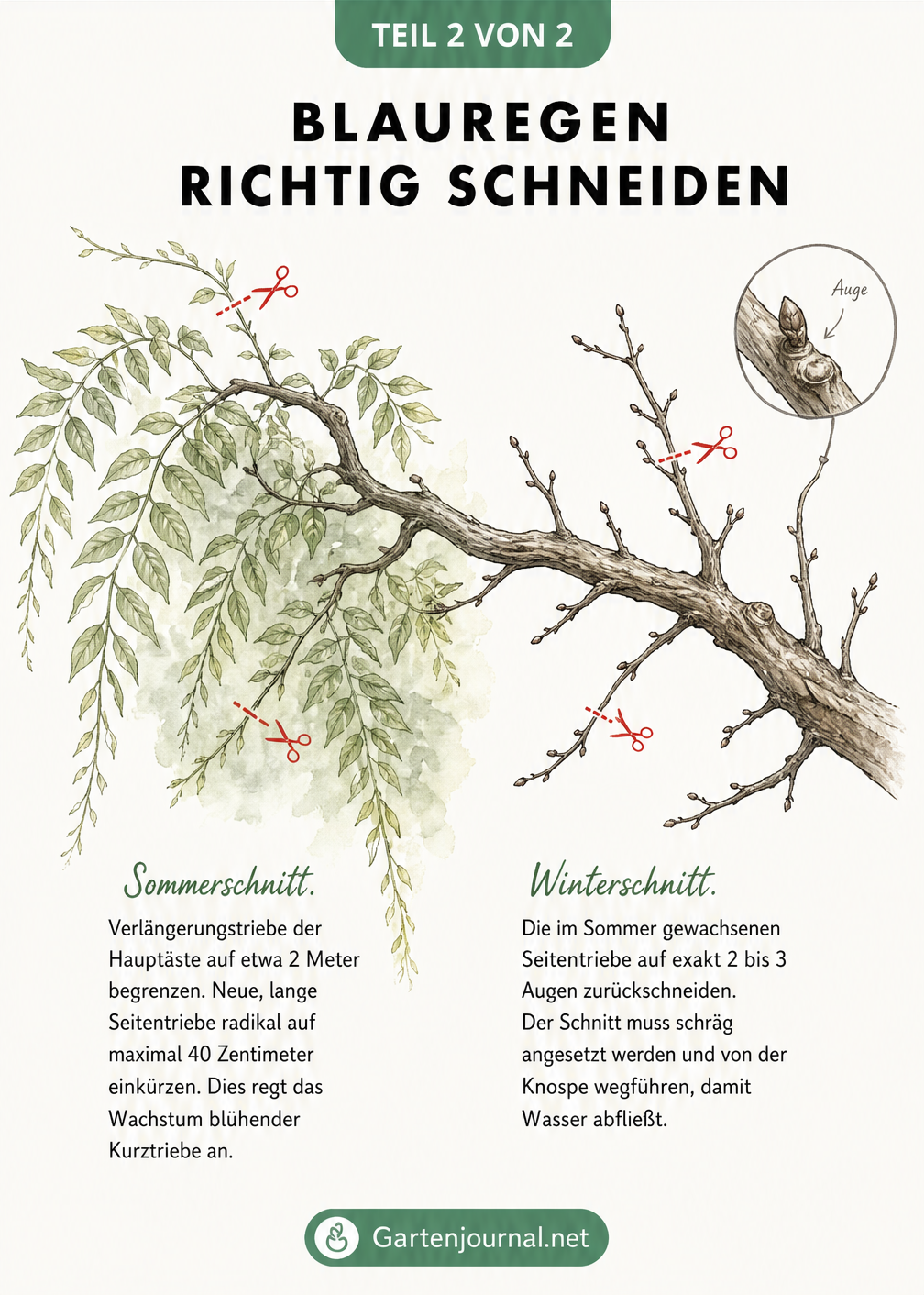 Botanische Illustration eines Blauregen-Astes, die den Sommer- und Winterschnitt mit roten Scheren-Symbolen zeigt