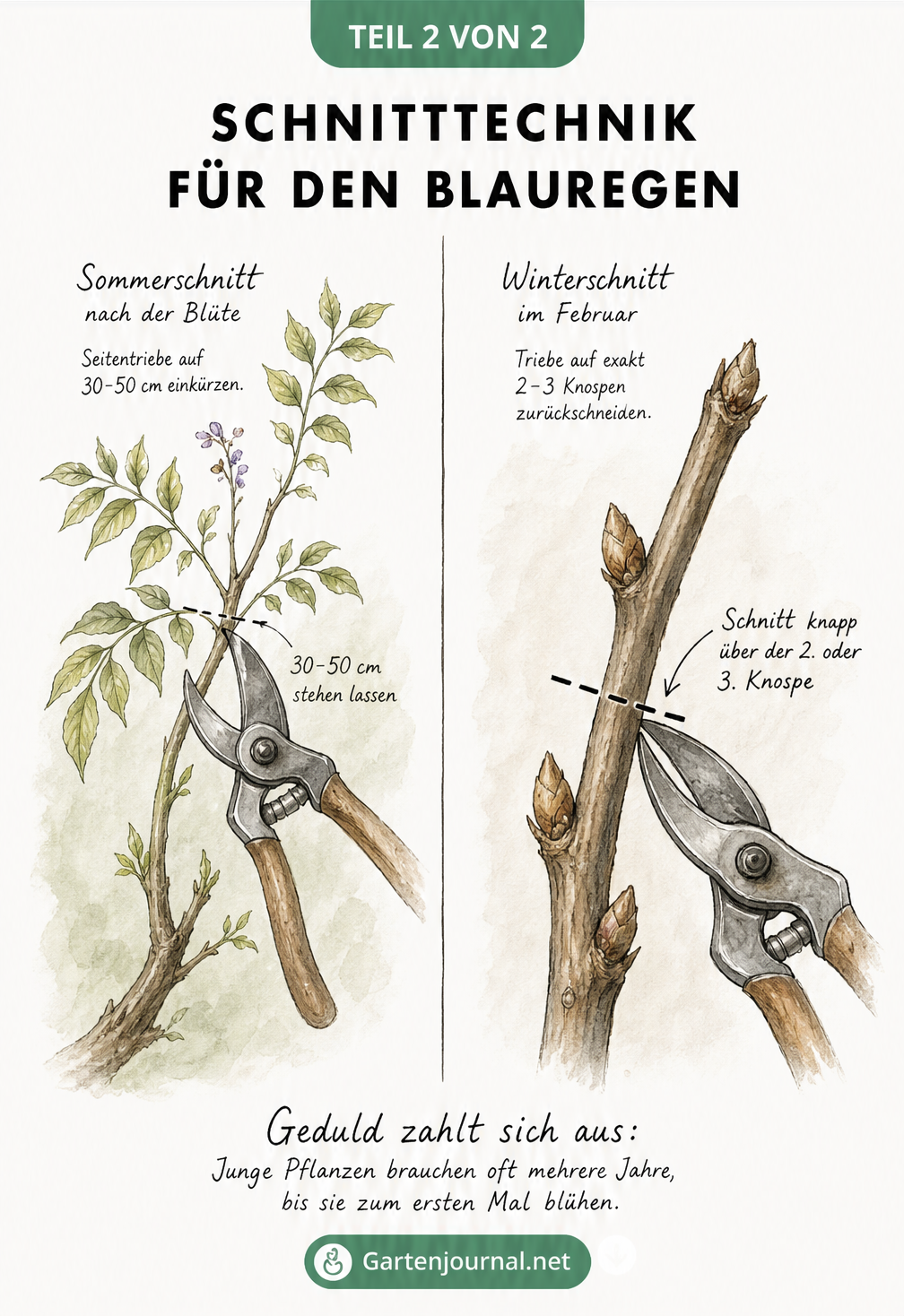 Zweigeteilte Illustration zum Sommer- und Winterschnitt des Blauregens mit Maßangaben und Knospen-Details