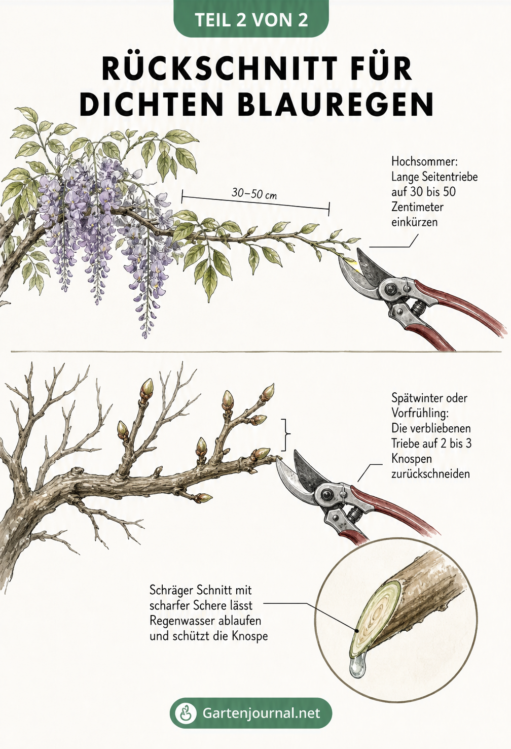 Botanische Illustration zum Rückschnitt von Blauregen im Hochsommer und Spätwinter mit Detailansicht der Schnittkante