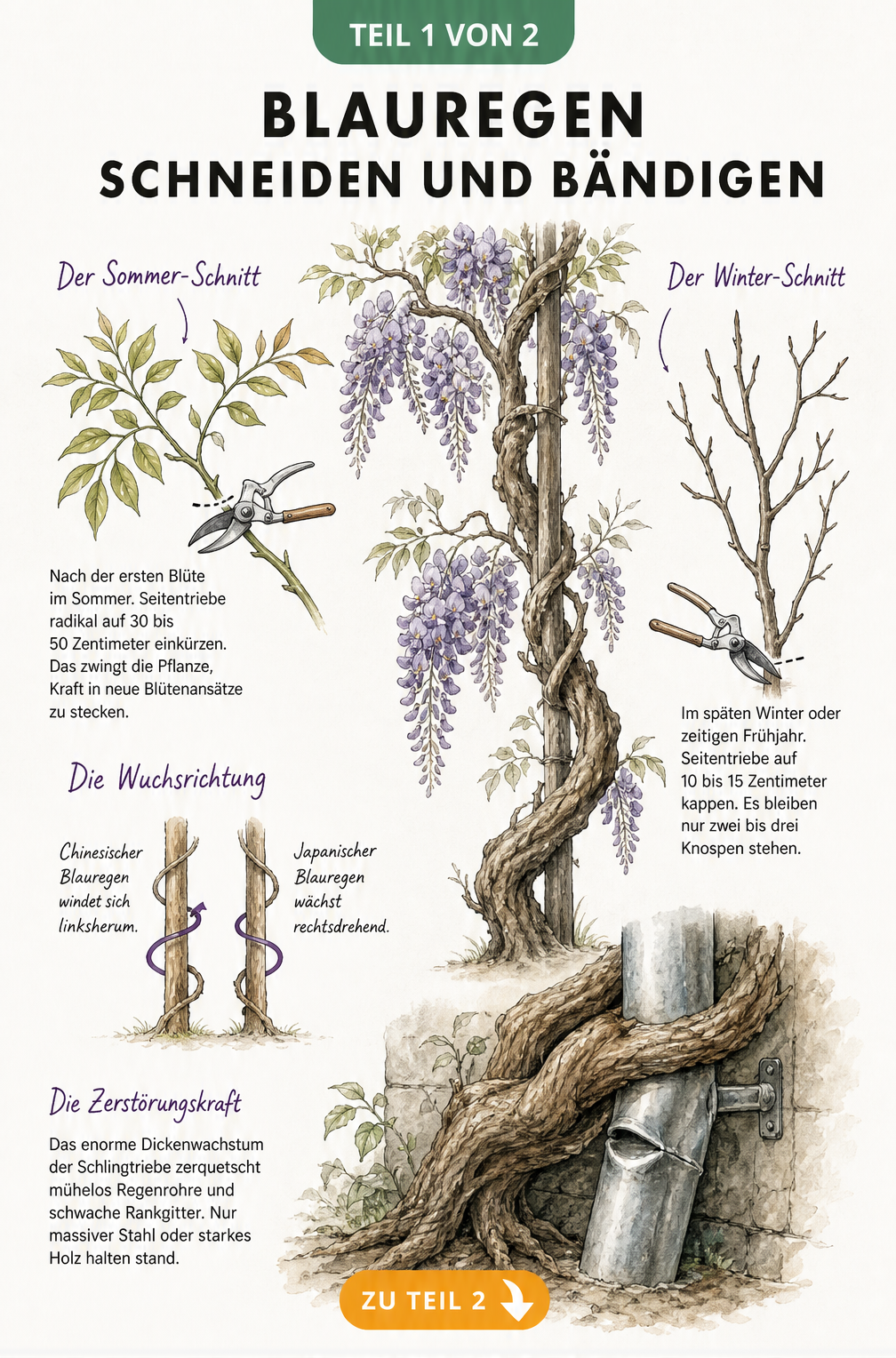 Botanische Illustration zum Schneiden von Blauregen im Sommer und Winter sowie zur Wuchsrichtung und Zerstörungskraft der Schlingtriebe.