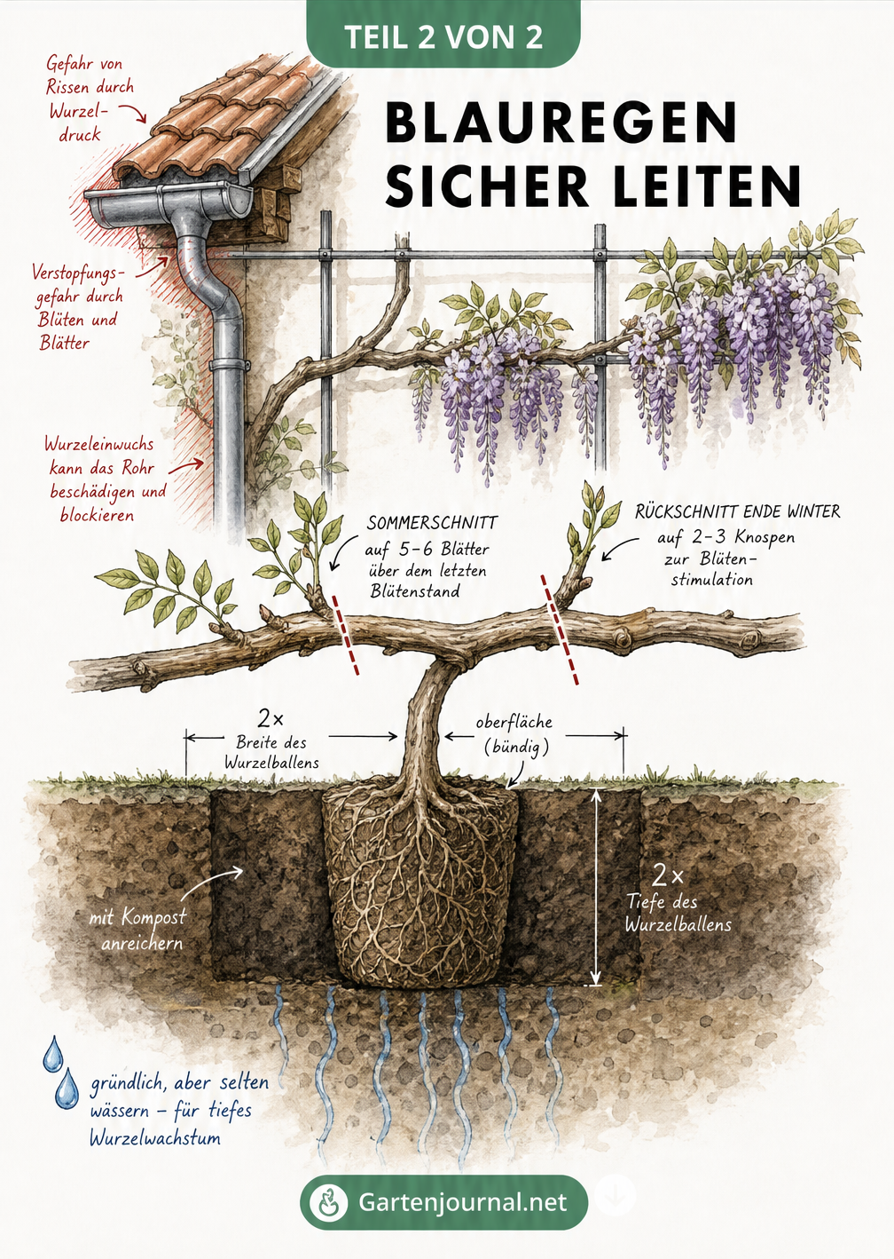 Botanische Illustration eines Blauregens an einer Hauswand mit Warnzonen an Dachrinne und Fallrohr sowie Details zu Schnitt und Pflanzloch