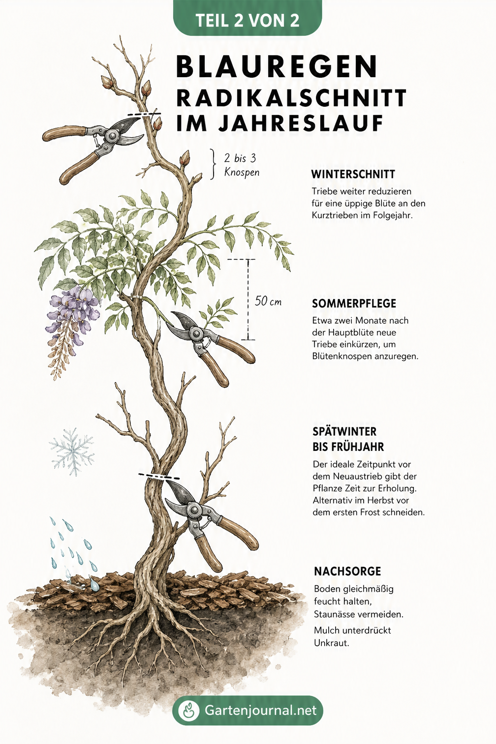 Aquarell-Illustration einer Blauregen-Ranke im Jahreslauf, die den Winterschnitt, die Sommerpflege und die Nachsorge zeigt.