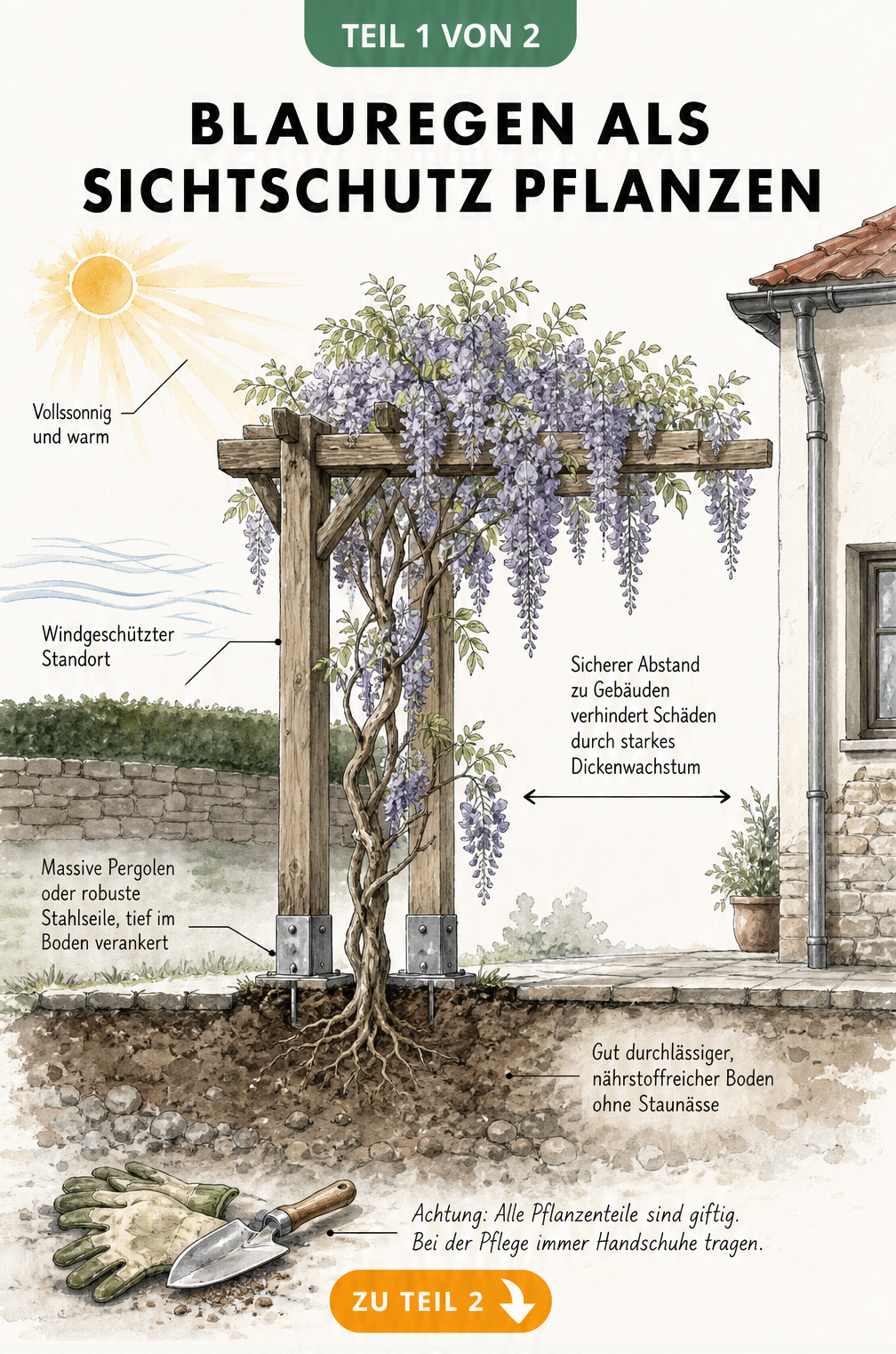 Handgezeichnete Skizze eines Blauregens an einer Holzpergola mit Hinweisen zu Standort, Boden und Pflanzabstand