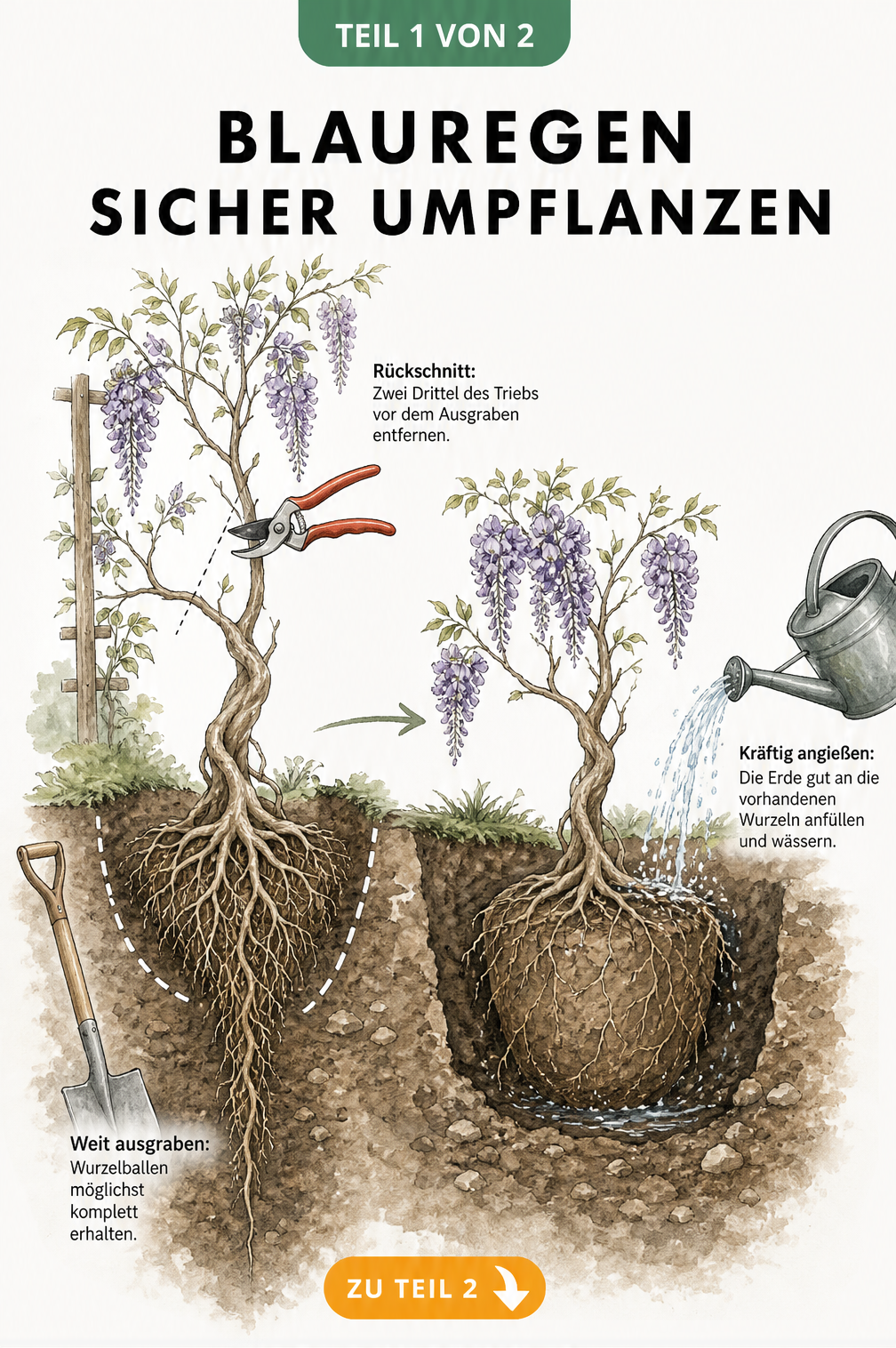 Illustration zum Umpflanzen von Blauregen: Rückschnitt, Ausgraben des Wurzelballens und Einsetzen in das neue Pflanzloch