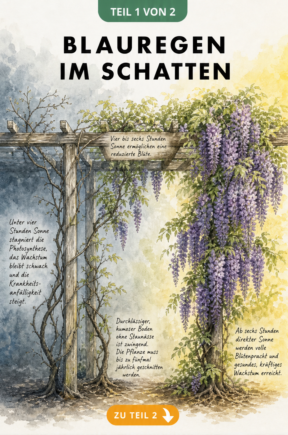 Aquarell-Zeichnung einer Holzpergola mit Blauregen, der je nach Lichtverhältnissen von spärlichem Wuchs im Schatten bis zu üppiger Blüte in der Sonne variiert.