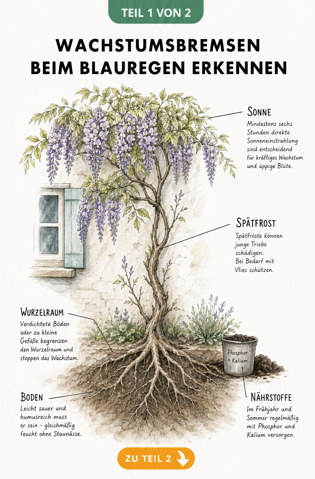 Botanische Querschnitt-Illustration eines Blauregens mit Hinweisen zu Wachstumsbremsen wie Lichtmangel, Spätfrost und Bodenbeschaffenheit
