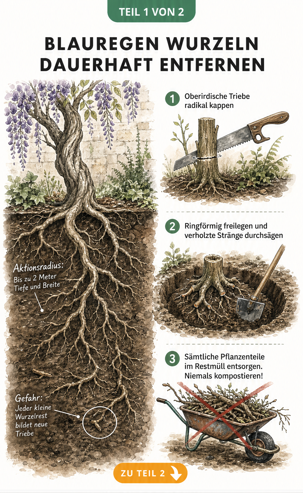 Botanische Querschnitts-Illustration, die das massive Wurzelsystem eines Blauregens unter der Erde und das Kappen des Hauptstamms zeigt.
